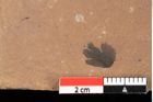Foto (Detailansicht) von Pinus ciliata Ettingshausen (NHMW-GEO-2024-0188-0319)